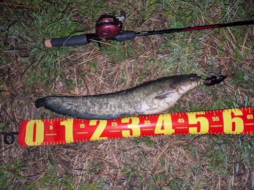 マナマズの釣果