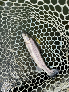 トラウトの釣果