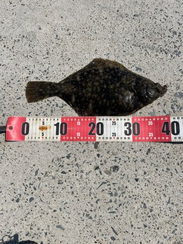 マコガレイの釣果