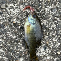 ブルーギル