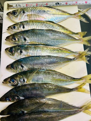 アジ