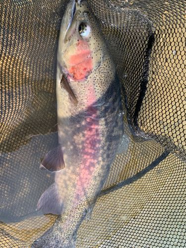 トラウトの釣果