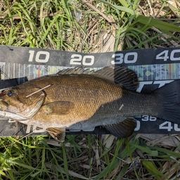 スモールマウスバス