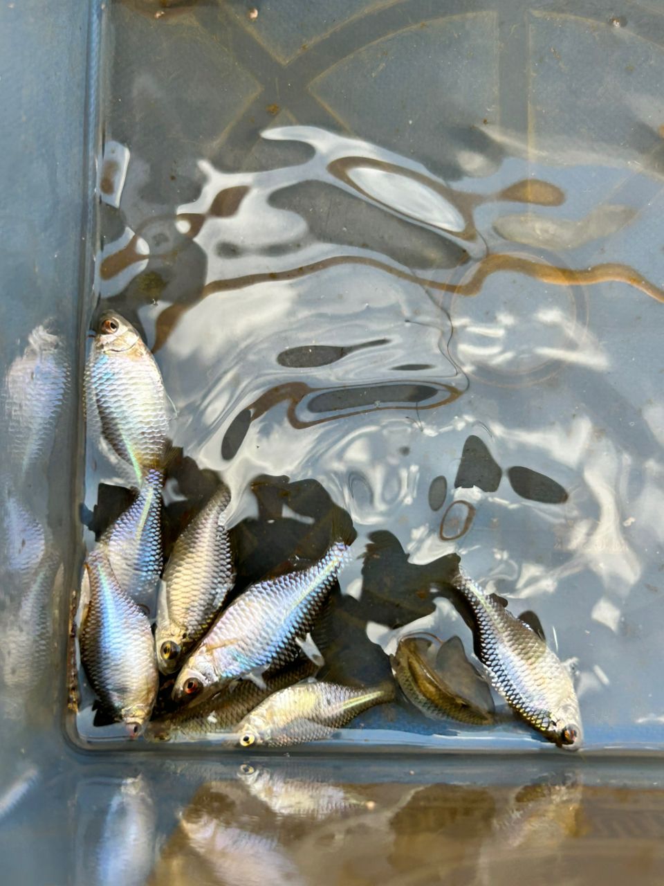 タイリクバラタナゴ