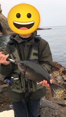 オナガグレの釣果
