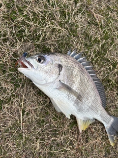 キビレの釣果