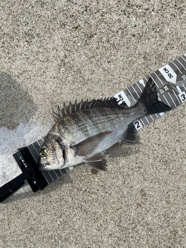 メイタの釣果
