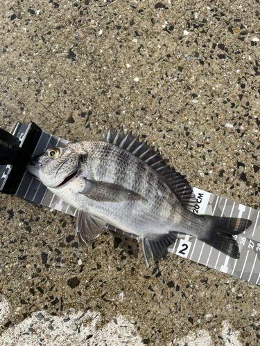 メイタの釣果