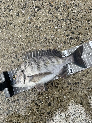 メイタの釣果
