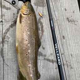 ブラウントラウト