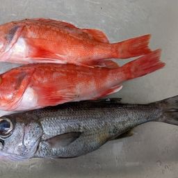 クロムツ