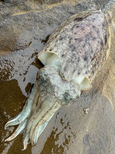 コウイカの釣果