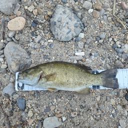 スモールマウスバス