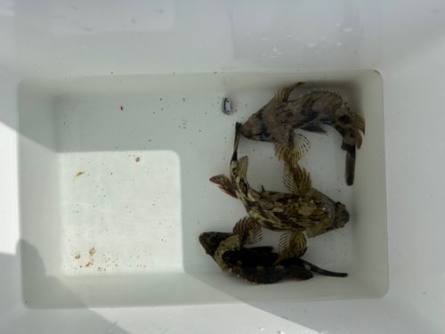 カサゴの釣果