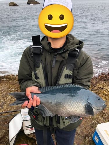 オナガグレ