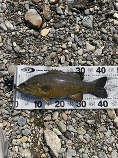 スモールマウスバスの釣果