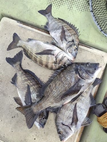 チヌの釣果