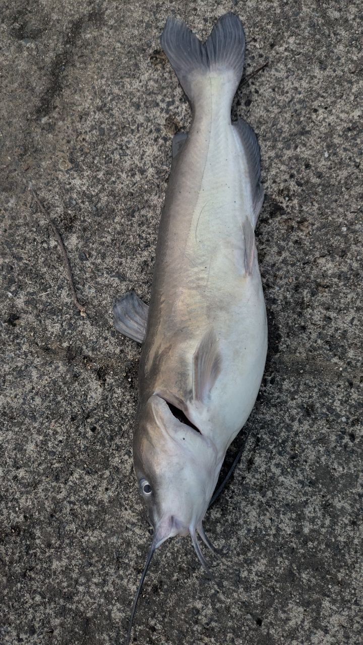 アメリカナマズ