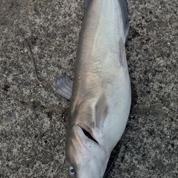 アメリカナマズ