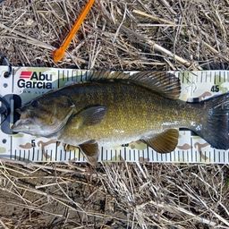 スモールマウスバス