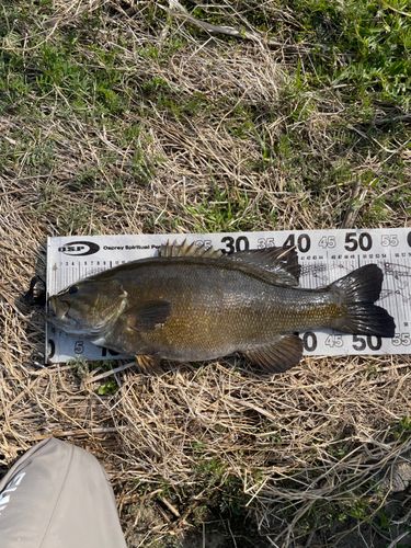 スモールマウスバス