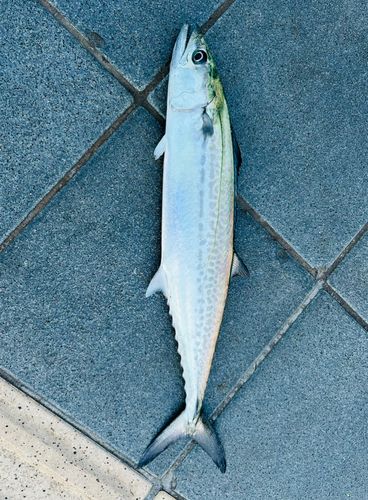 サゴシの釣果