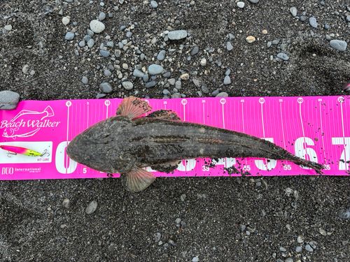 マゴチの釣果