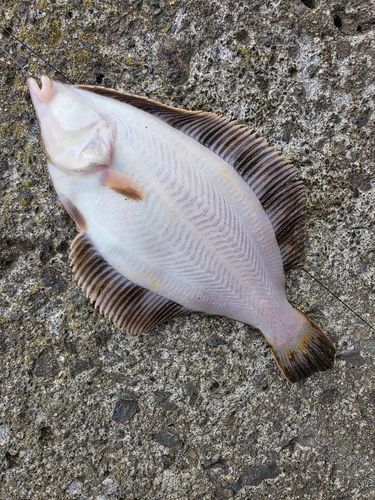 クロガシラガレイの釣果