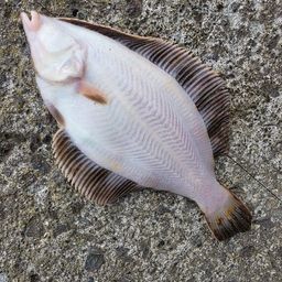 クロガシラガレイ