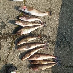 ホッケ