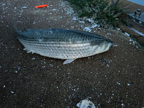 ボラの釣果