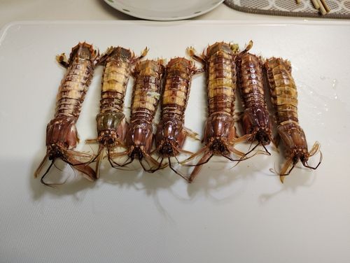 シャコエビの釣果