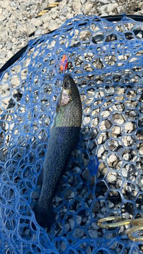 ニジマスの釣果