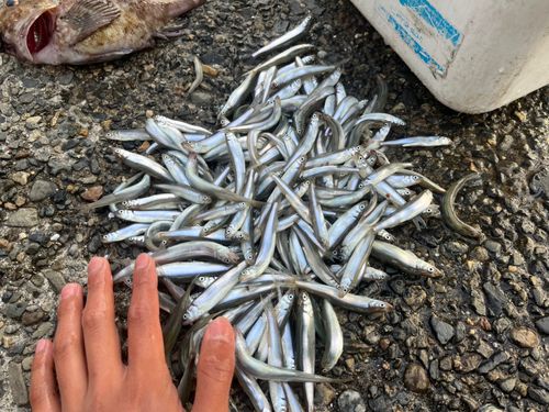 チアユの釣果