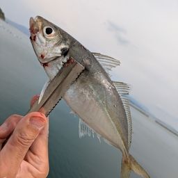 アジ