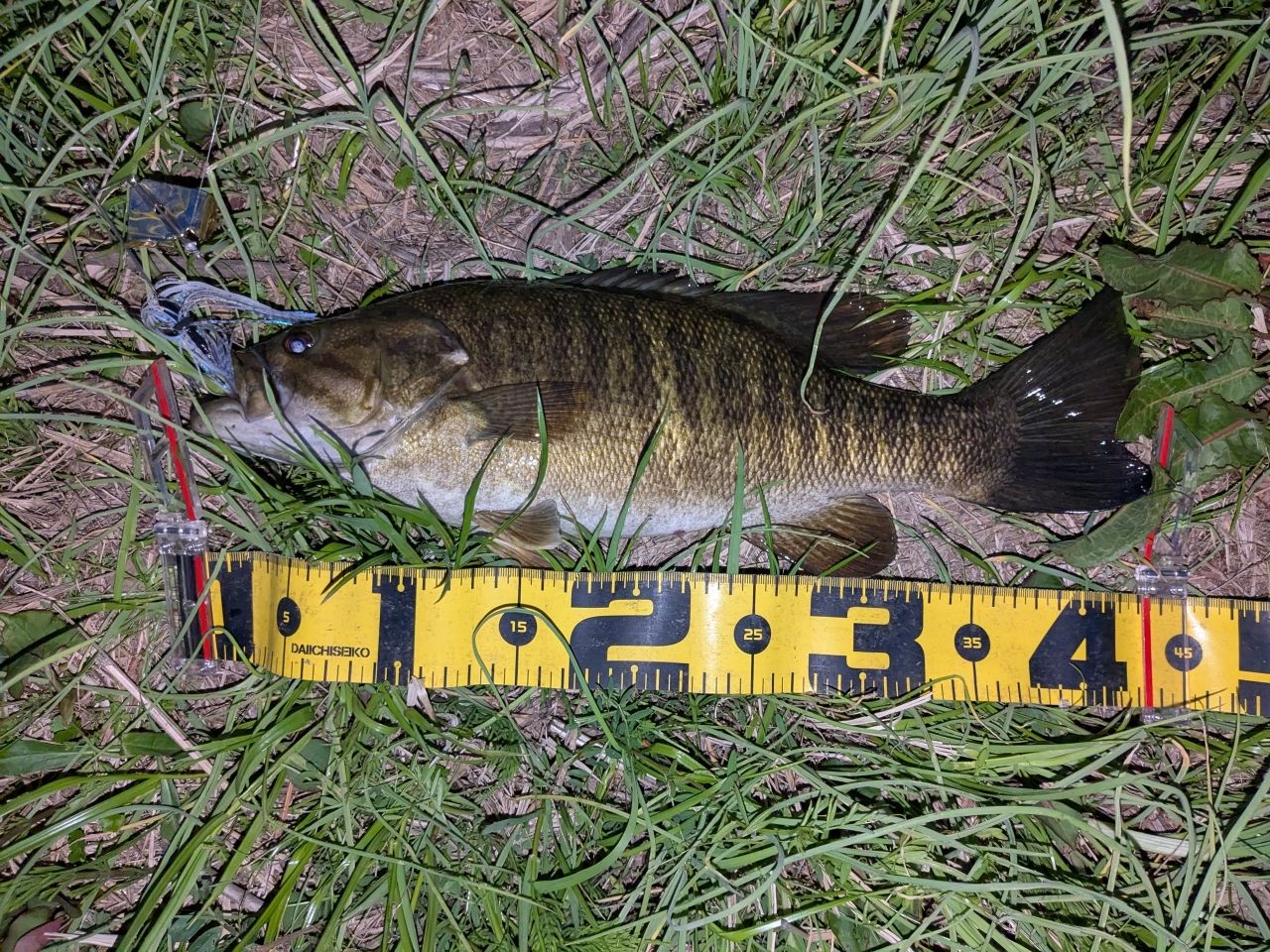 スモールマウスバス