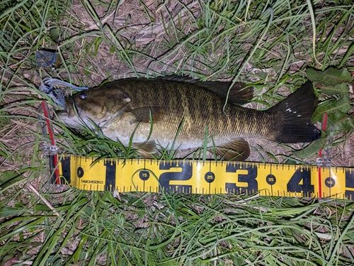 スモールマウスバスの釣果