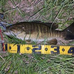 スモールマウスバス