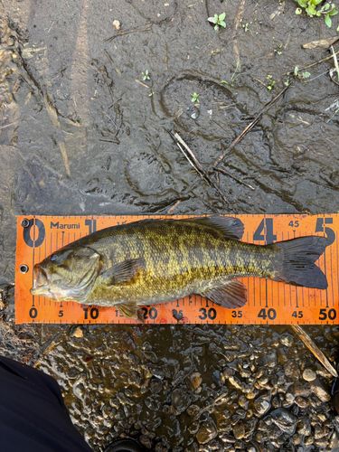 スモールマウスバス