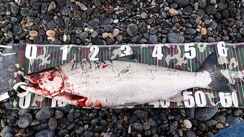 サクラマスの釣果