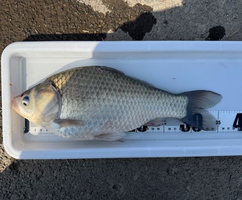 ヘラブナの釣果