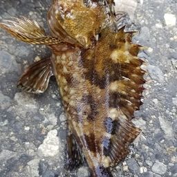 カサゴ