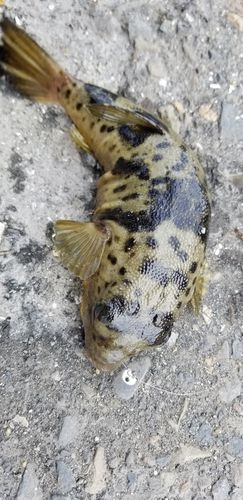 フグの釣果