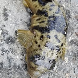 フグ
