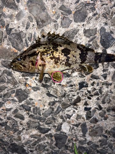 ベッコウゾイの釣果