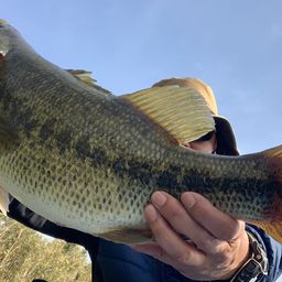 ラージマウスバス