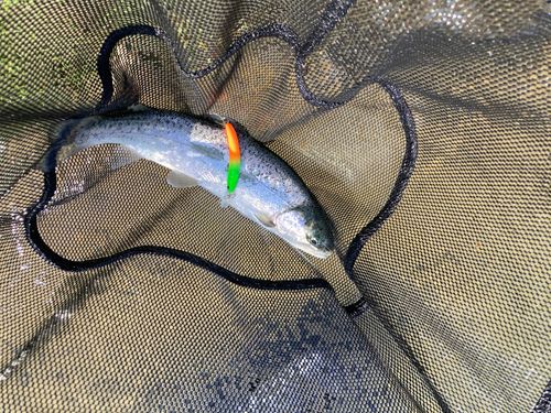 ニジマスの釣果