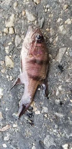 クロイシモチの釣果