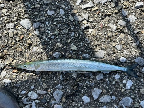 サヨリの釣果