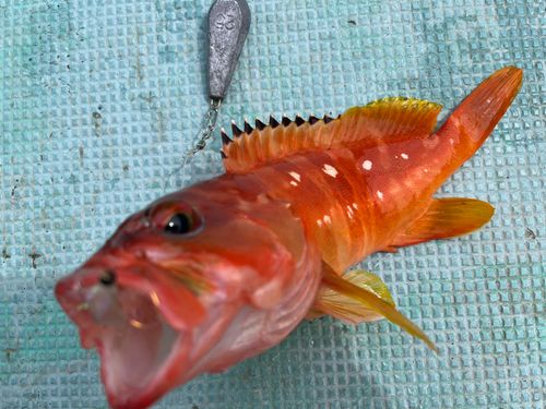 アカハタの釣果